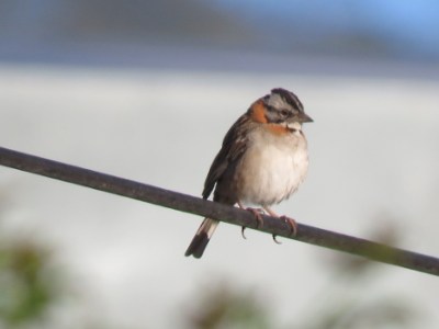 Cambios en las comunidades de aves en los espacios verdes urbanos durante y después del&nbsp;COVID